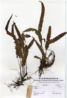 藏品(Asplenium)的圖片